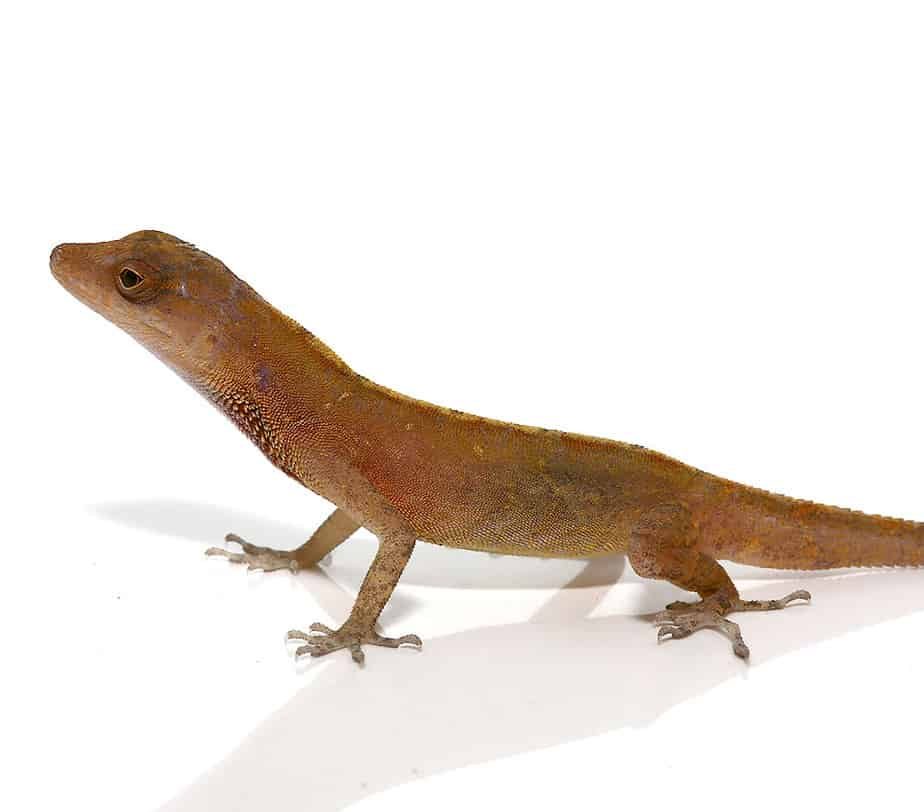 copper-anole copper anole e1746012303104