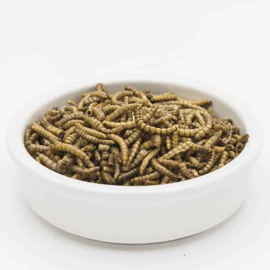 mealworms1 mealworms1
