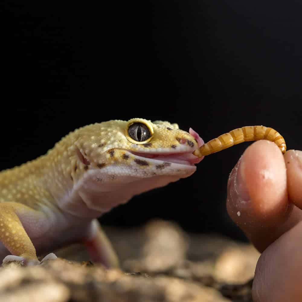 mealworms2 mealworms2
