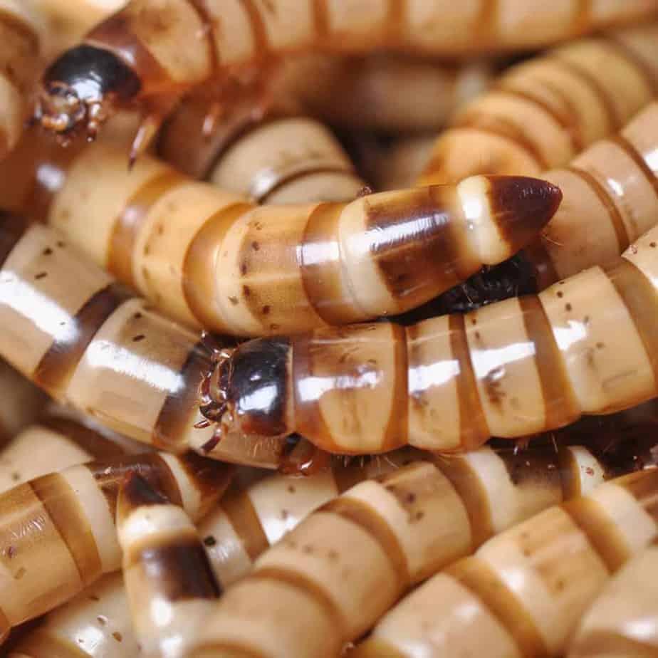 superworms1 superworms1