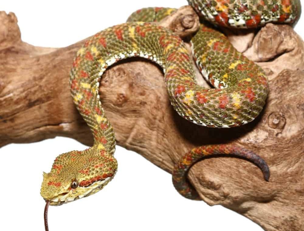 2018-female-christmas-tree-eyelash-viper (1) 2018 female christmas tree eyelash viper 1 1 e1739970235759