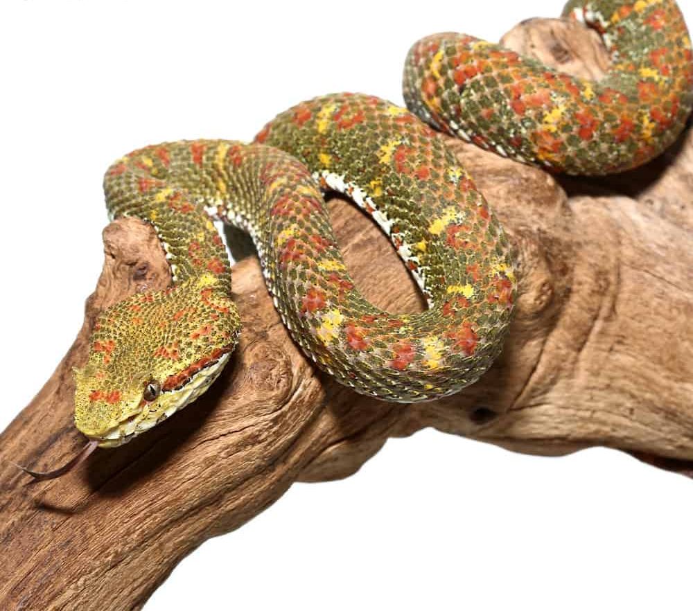 2018-female-christmas-tree-eyelash-viper (5) 2018 female christmas tree eyelash viper 5 e1739970200975