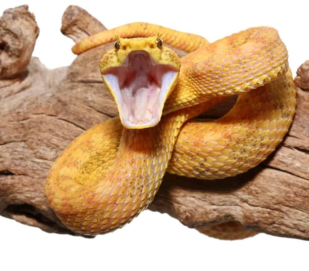 2018-male-golden-eyelash-viper (1) 2018 male golden eyelash viper 1 e1739972211380