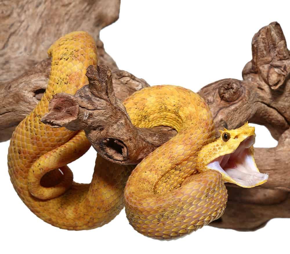 2018-male-golden-eyelash-viper (2) 2018 male golden eyelash viper 2 e1739972190121