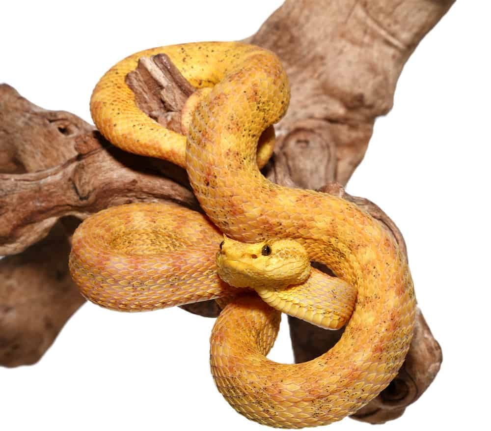 2018-male-golden-eyelash-viper (3) 2018 male golden eyelash viper 3 e1739972277210