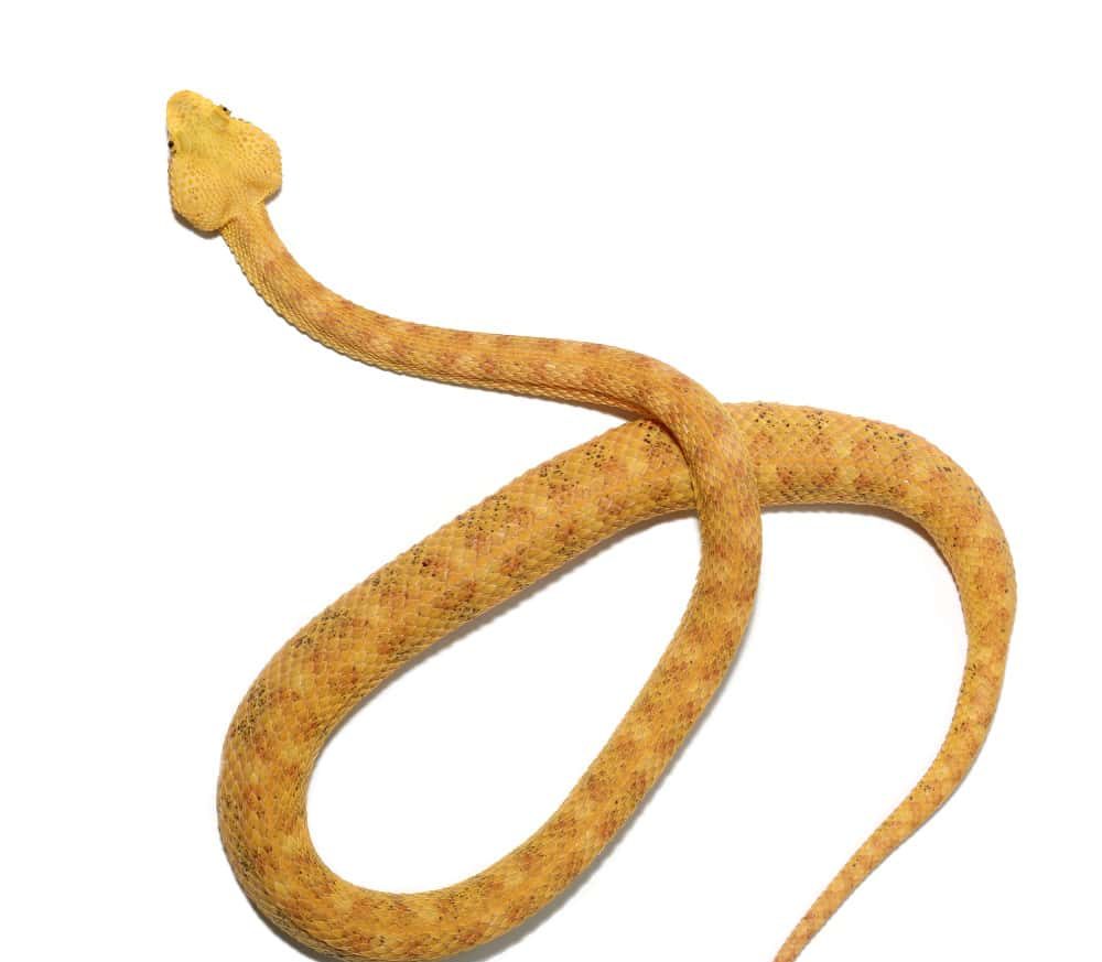 2018-male-golden-eyelash-viper (4) 2018 male golden eyelash viper 4 e1739972247704