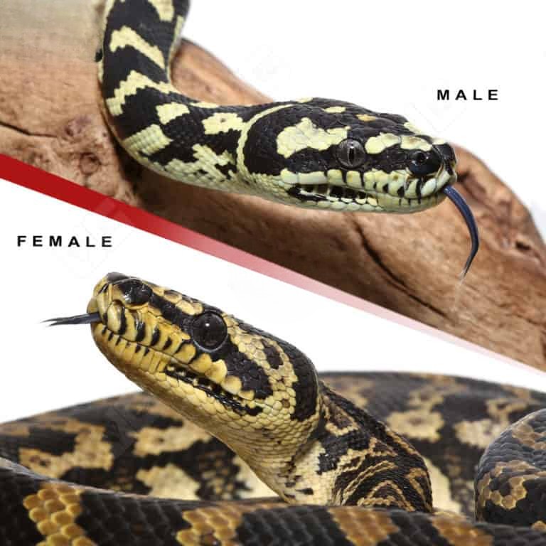 2019-jungle-carpet-python-pair (1) 2019 jungle carpet python pair 1
