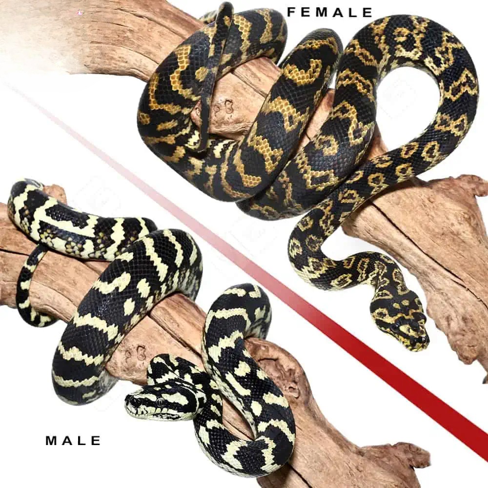 2019-jungle-carpet-python-pair (2) 2019 jungle carpet python pair 2