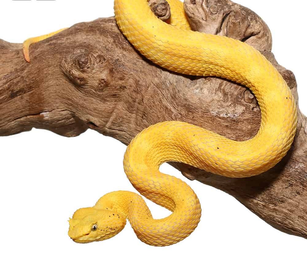 2020-female-golden-eyelash-viper (1) 2020 female golden eyelash viper 1 e1739970629472