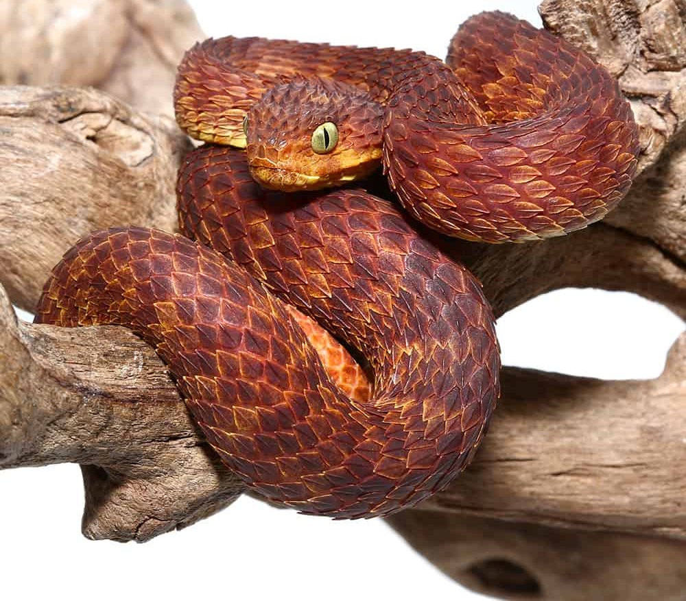 2021-female-dark-red-squamigera-bush-viper (1) 2021 female dark red squamigera bush viper 1 e1739972968356