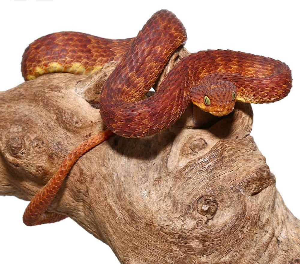 2021-female-dark-red-squamigera-bush-viper (3) 2021 female dark red squamigera bush viper 3 e1739972781656