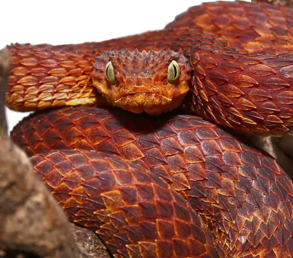 2021-female-dark-red-squamigera-bush-viper (4) 2021 female dark red squamigera bush viper 4 e1739972755979