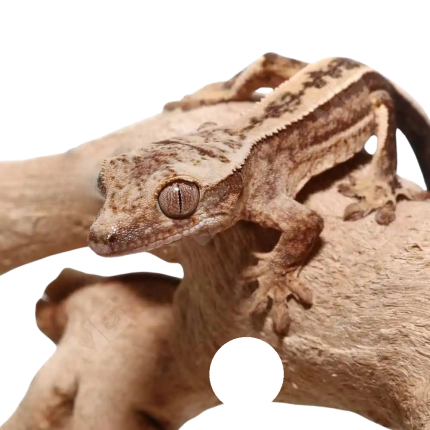 Baby Quadstripe Crested Gecko #1