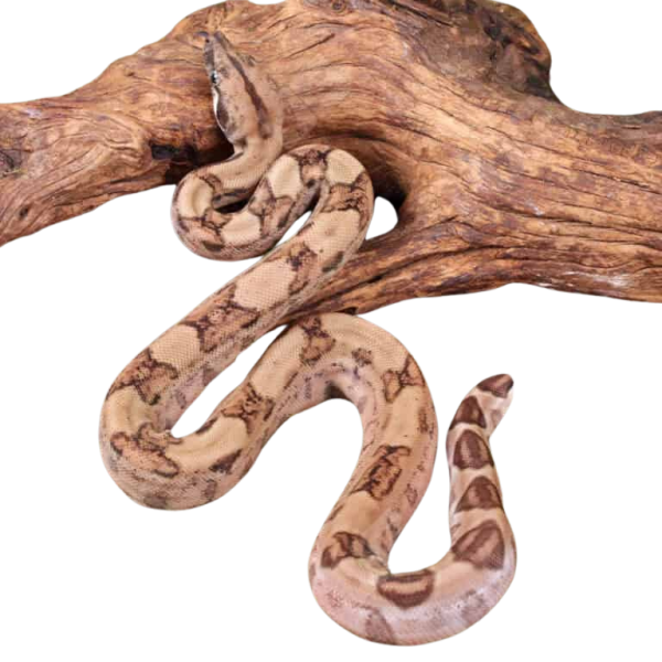Baby Female Hypo Poss Het Anery Type 2 Blood Boa #1