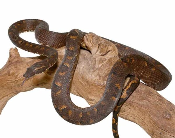 Adult Solomon Island Tree Boa