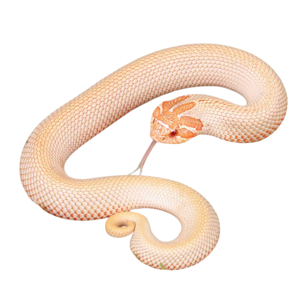 Baby Albino Super Anaconda Western Hognose Snake
