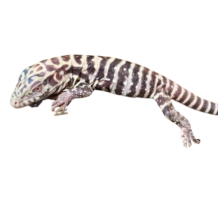 Baby Albino Tiger Ice Tegu #7