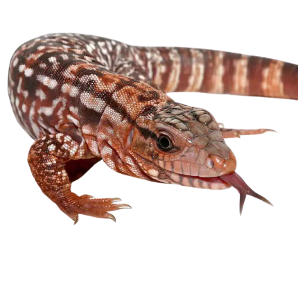 Baby Argentine Red Tegu