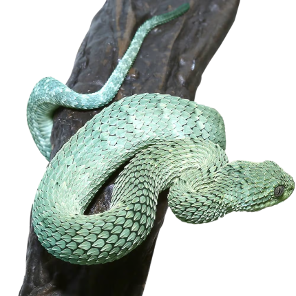 Baby Blue Green With Black Spots Squamigera Bush Viper
