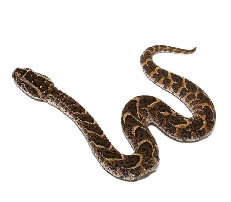 Baby Congo Puff Adder Baby Congo Puff Adder e1750092276306