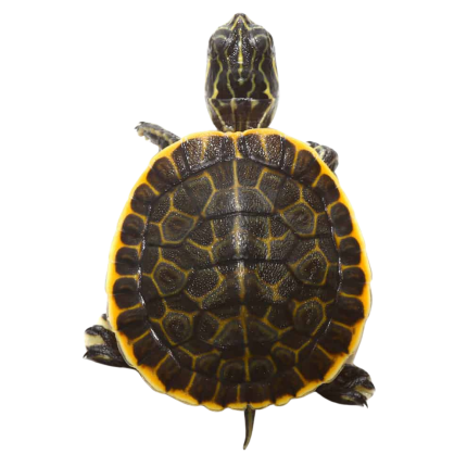 Baby Florida Chicken Turtle