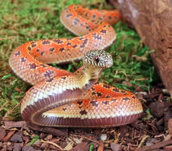 Baby Hypo Mosaic Florida Kingsnake