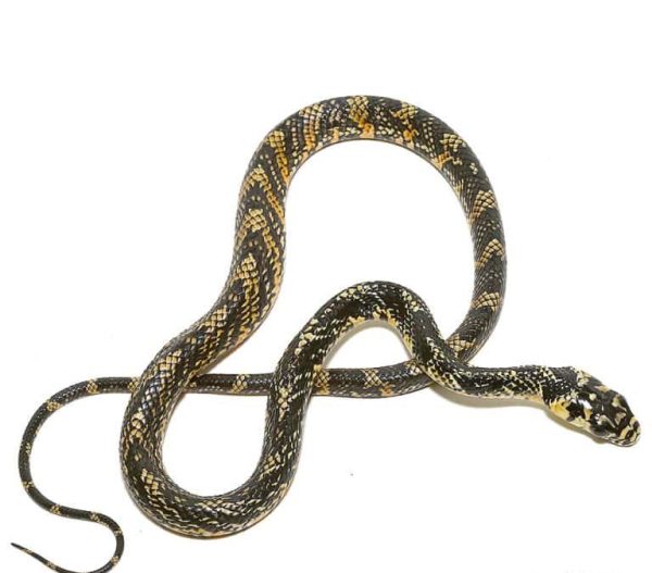 Baby Nicaraguan Tiger Ratsnake