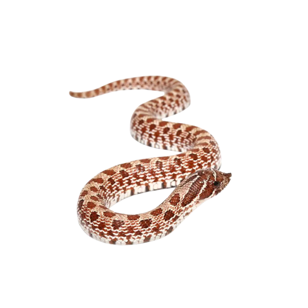 Baby Normal Western Hognose Snake