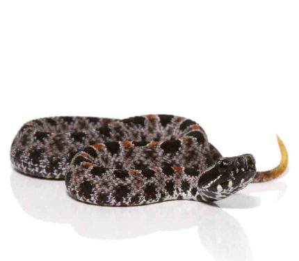 Baby Pygmy Rattlesnake