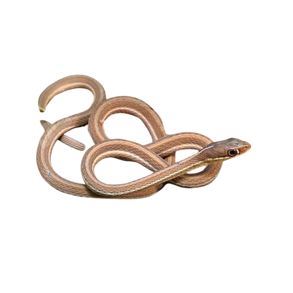 Baby Ribbon Snake (1) Baby Ribbon Snake 1