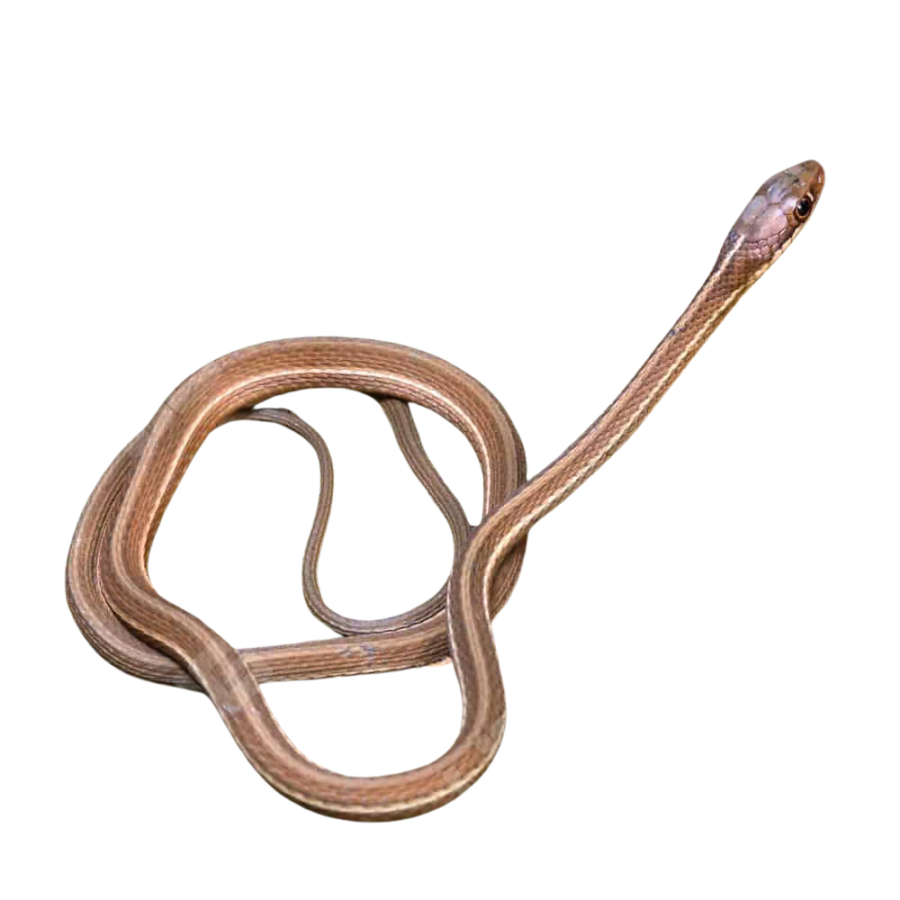 Baby Ribbon Snake (2) Baby Ribbon Snake 2