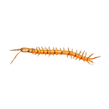 Baby Solomon Island Centipede