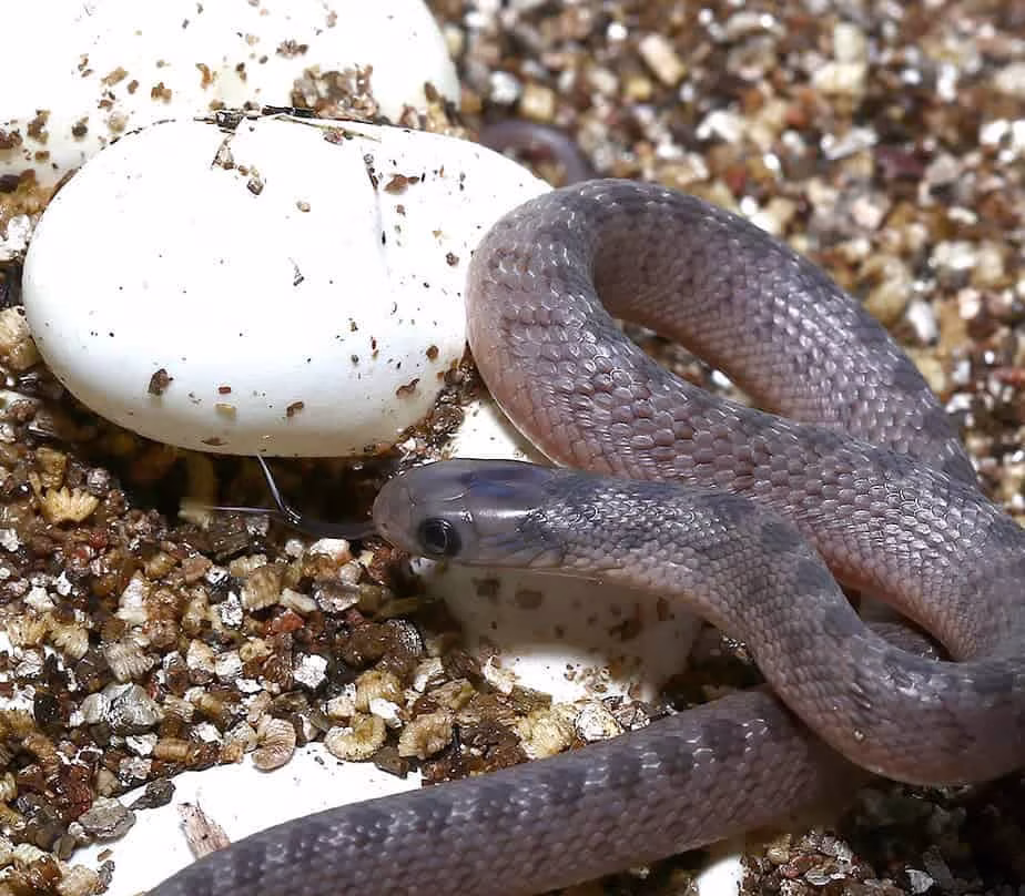 Baby West African Egg Eating Snake Baby West African Egg Eating Snake e1746466429758