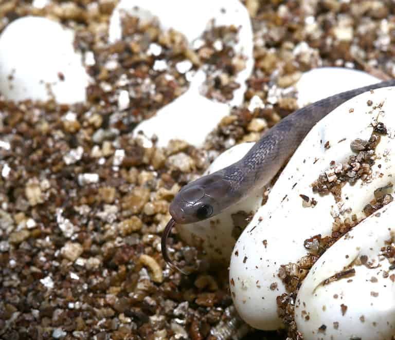 Baby West African Egg Eating Snake Baby West African Egg Eating Snake e1746466454881