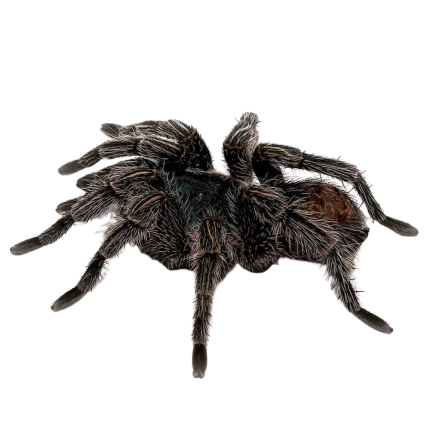 Cobalt Red Rump Tarantula (2.5 – 3.5”)