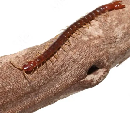 Forceps Centipede