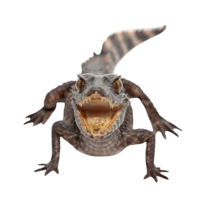 Juvenile Smooth Front Caiman