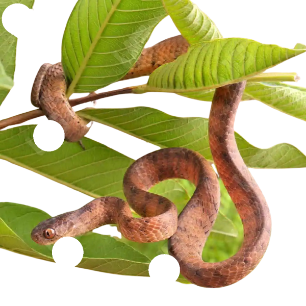 Keeled Slug Eating Snake