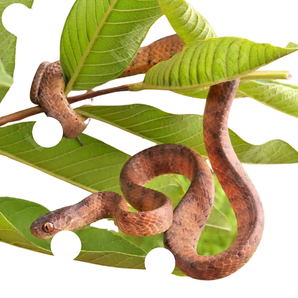 Keeled Slug Eating Snake (1) Keeled Slug Eating Snake 1