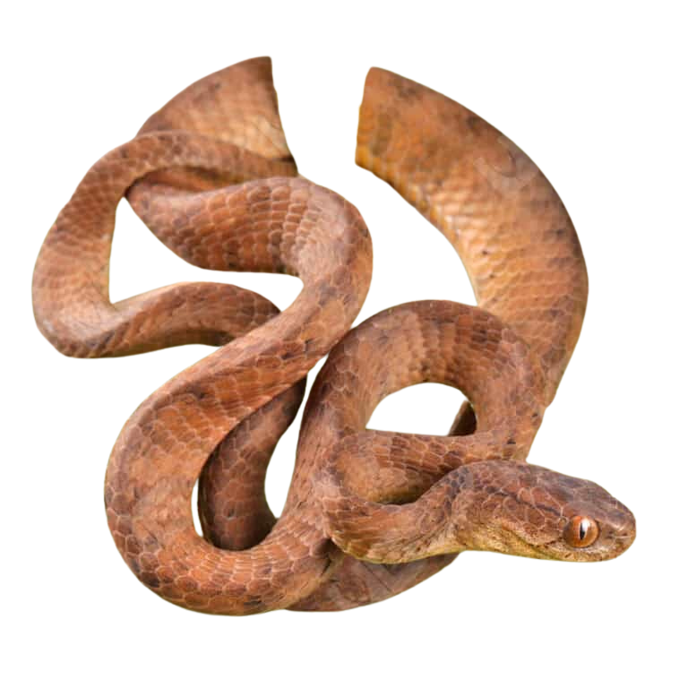 Keeled Slug Eating Snake (2) Keeled Slug Eating Snake 2