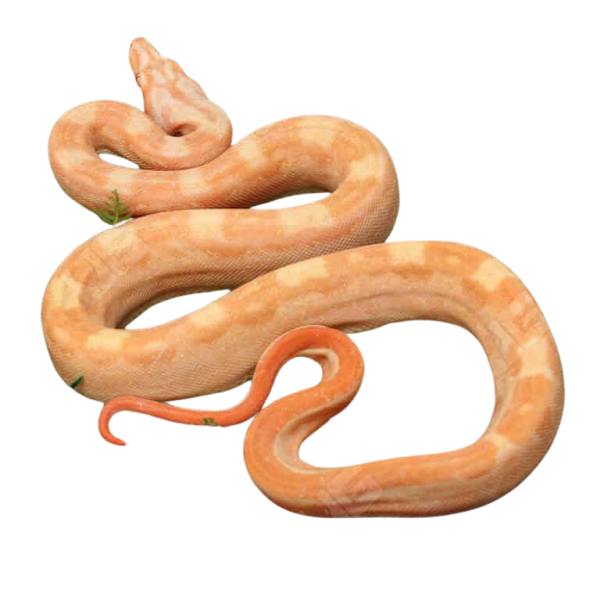 Male Aztec Motley Sharp Albino (Blue Line) Boa #B1