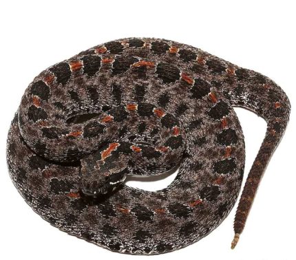 Pygmy Rattlesnake