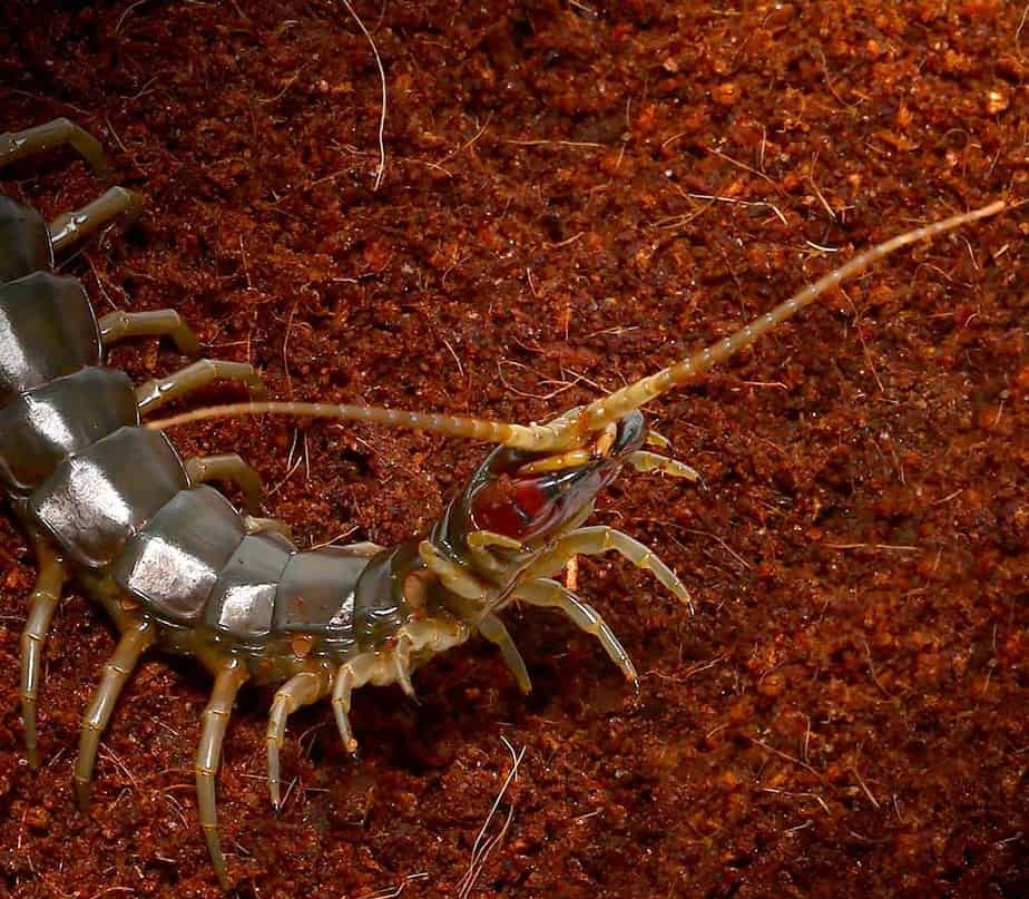 Solomon Island Green Centipede (1) Solomon Island Green Centipede 1 e1748246162379