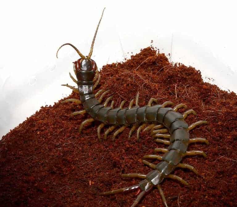 Solomon Island Green Centipede (2) Solomon Island Green Centipede 2 e1748246134680