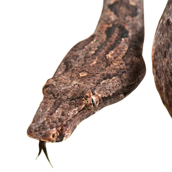 Solomon Island Tree Boa
