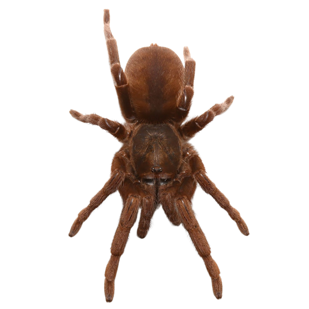 acanthopelma-beccarii-tarantula-2-–-275 (1) acanthopelma beccarii tarantula 2 – 275 1