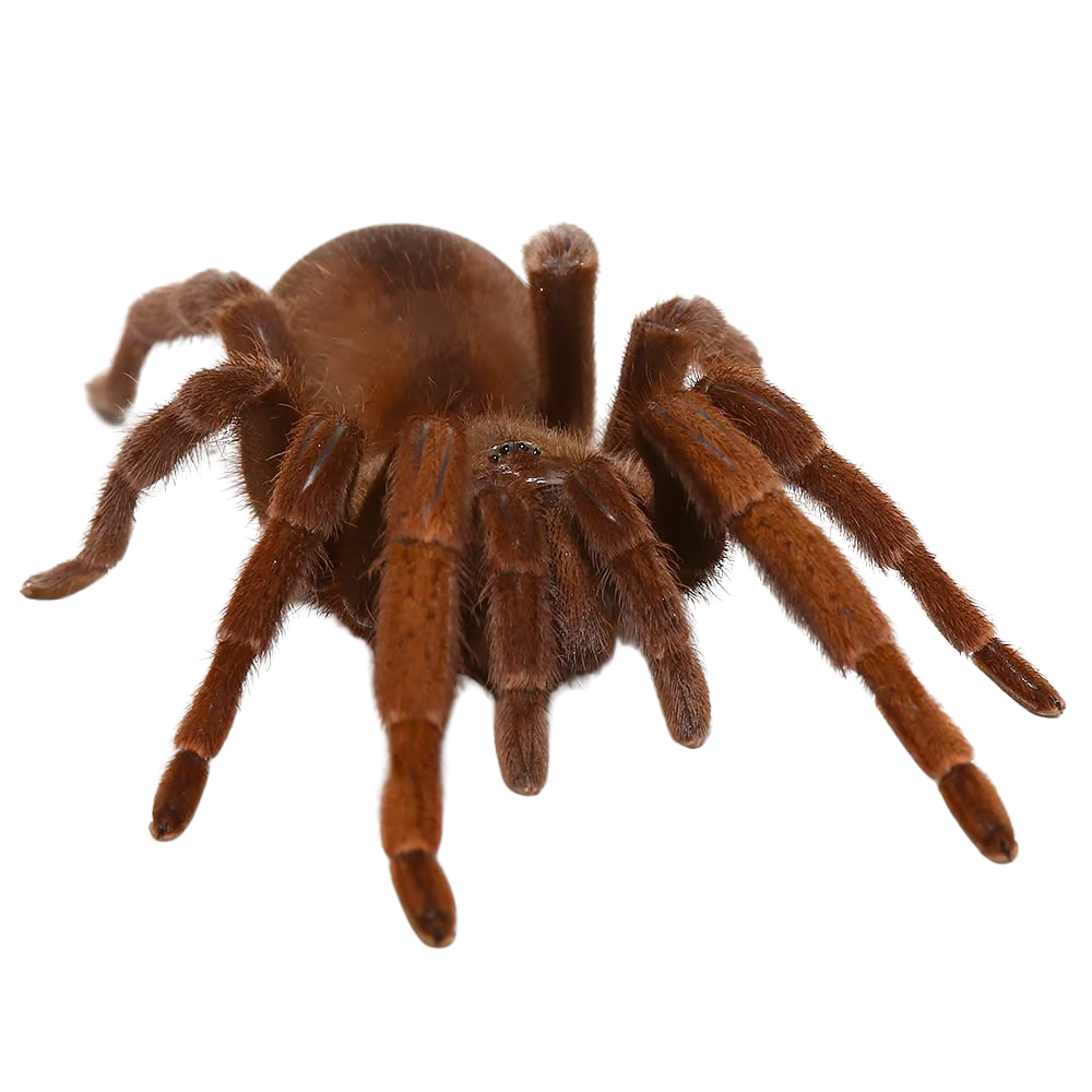 acanthopelma-beccarii-tarantula-2-–-275 (2) acanthopelma beccarii tarantula 2 – 275 2