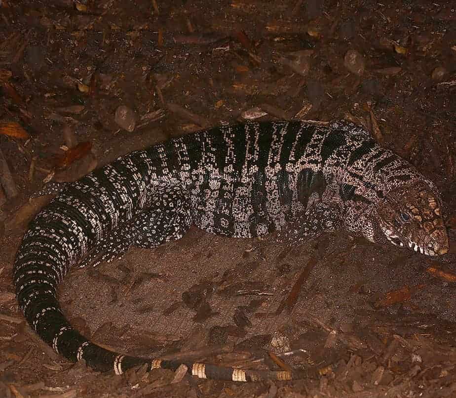 adult-breeding-argentine-black-and-white-tegu adult breeding argentine black and white tegu e1749701188449