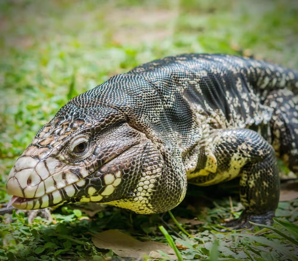 adult-breeding-argentine-black-and-white-tegu adult breeding argentine black and white tegu e1749701206122
