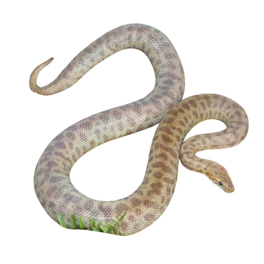 adult-childrens-python (1) adult childrens python 1